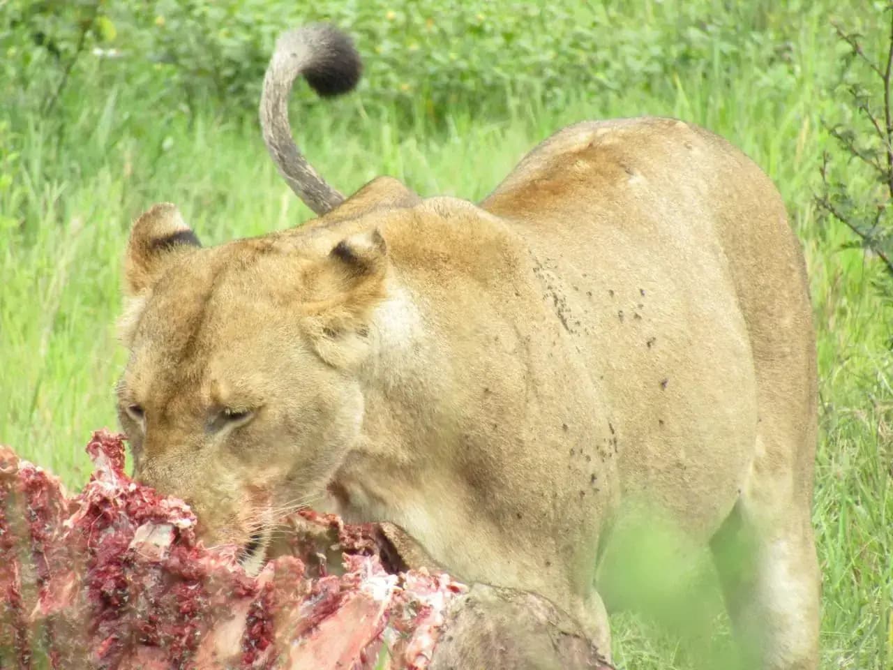 Wildlife on the plains of Akagera National Park — photo 2