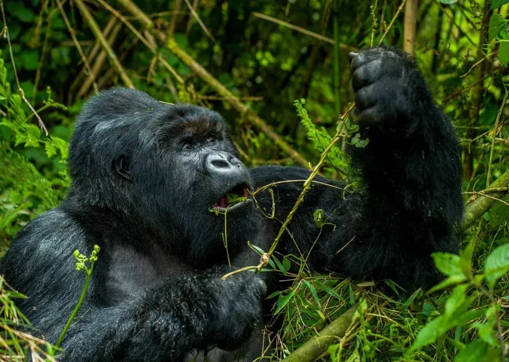 A mountain gorilla in Bwindi Impenetrable Forest — photo 1