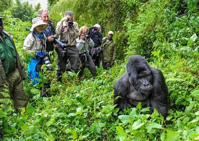 A mountain gorilla in Bwindi Impenetrable Forest — photo 3