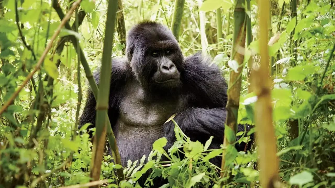 A mountain gorilla in Volcanoes National Park — photo 1