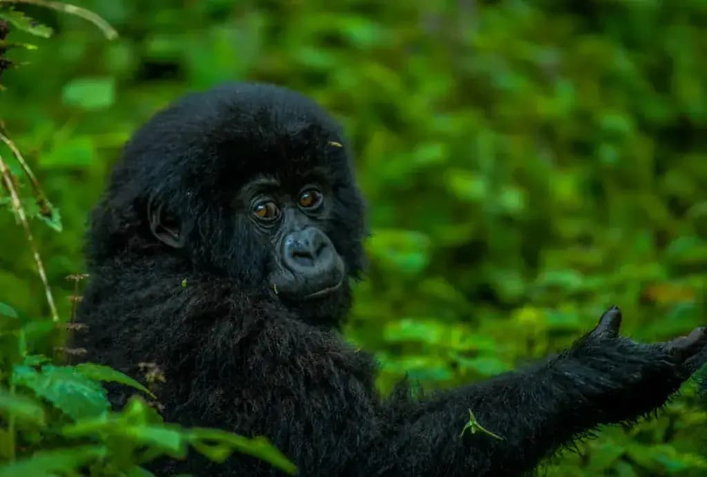 A mountain gorilla in Volcanoes National Park — photo 2