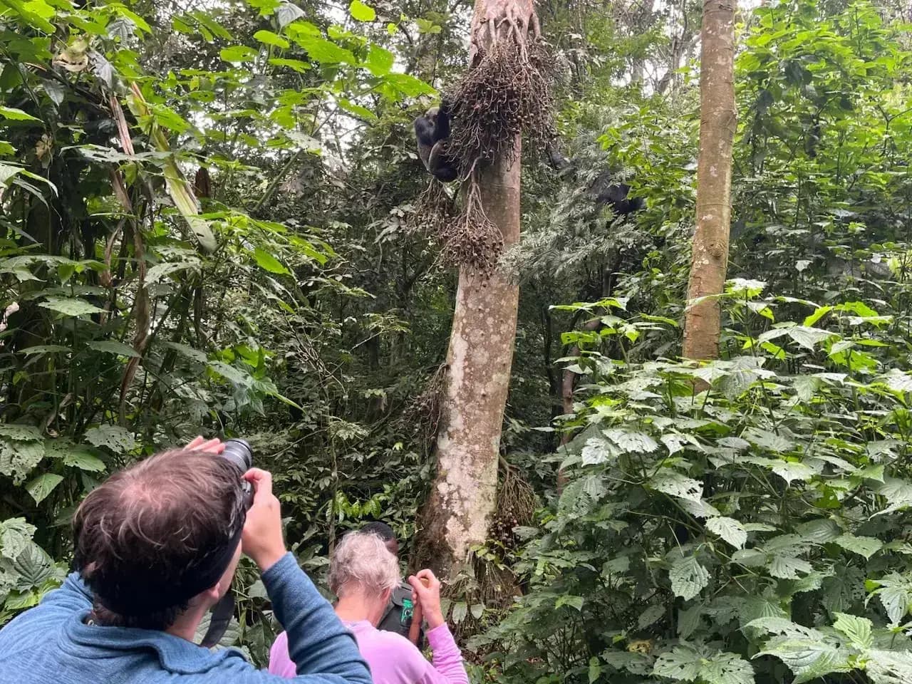 A mountain gorilla in Volcanoes National Park — photo 3