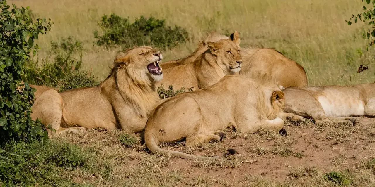 A lion pride resting in the Masai Mara — photo 1