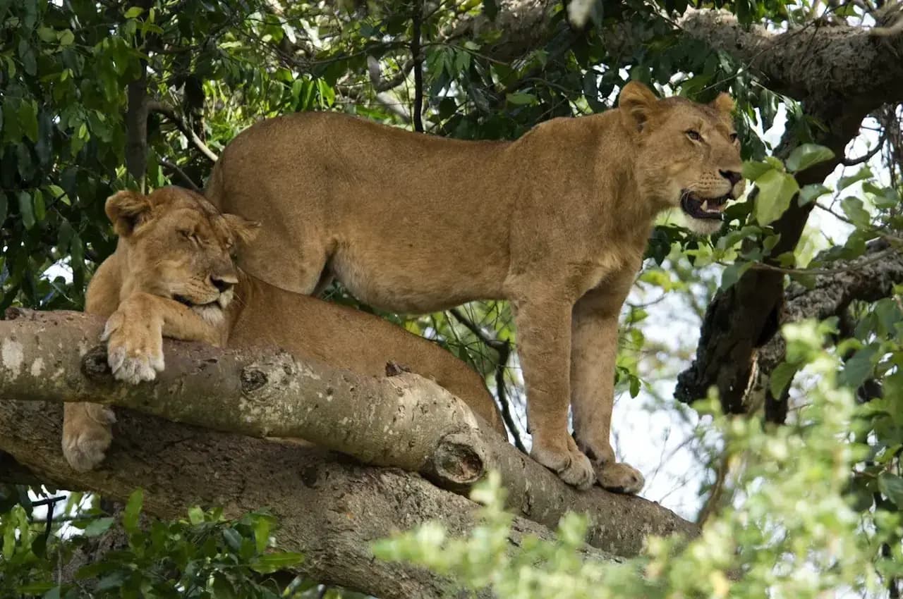 Wildlife on the savannah at Murchison Falls National Park — photo 1