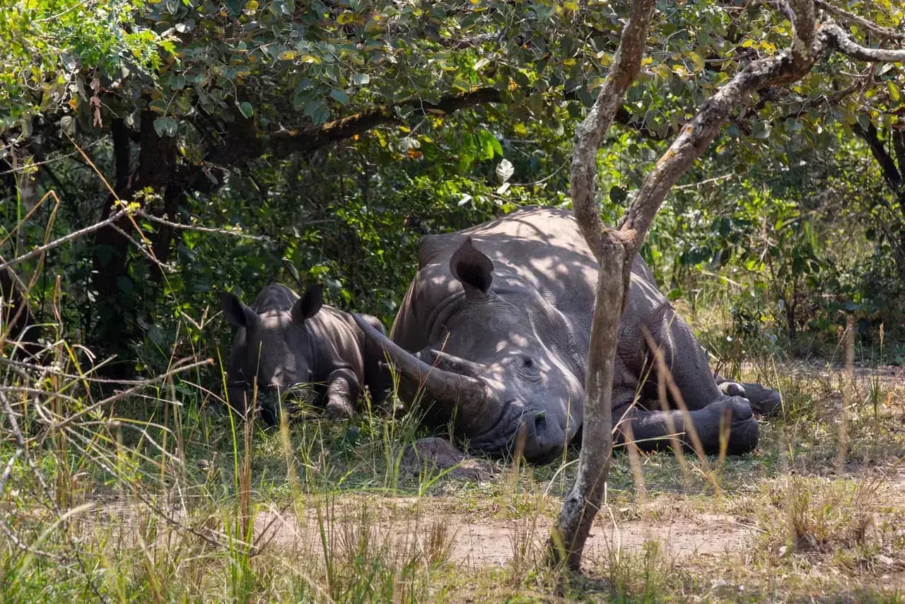 Wildlife on the savannah at Murchison Falls National Park — photo 3