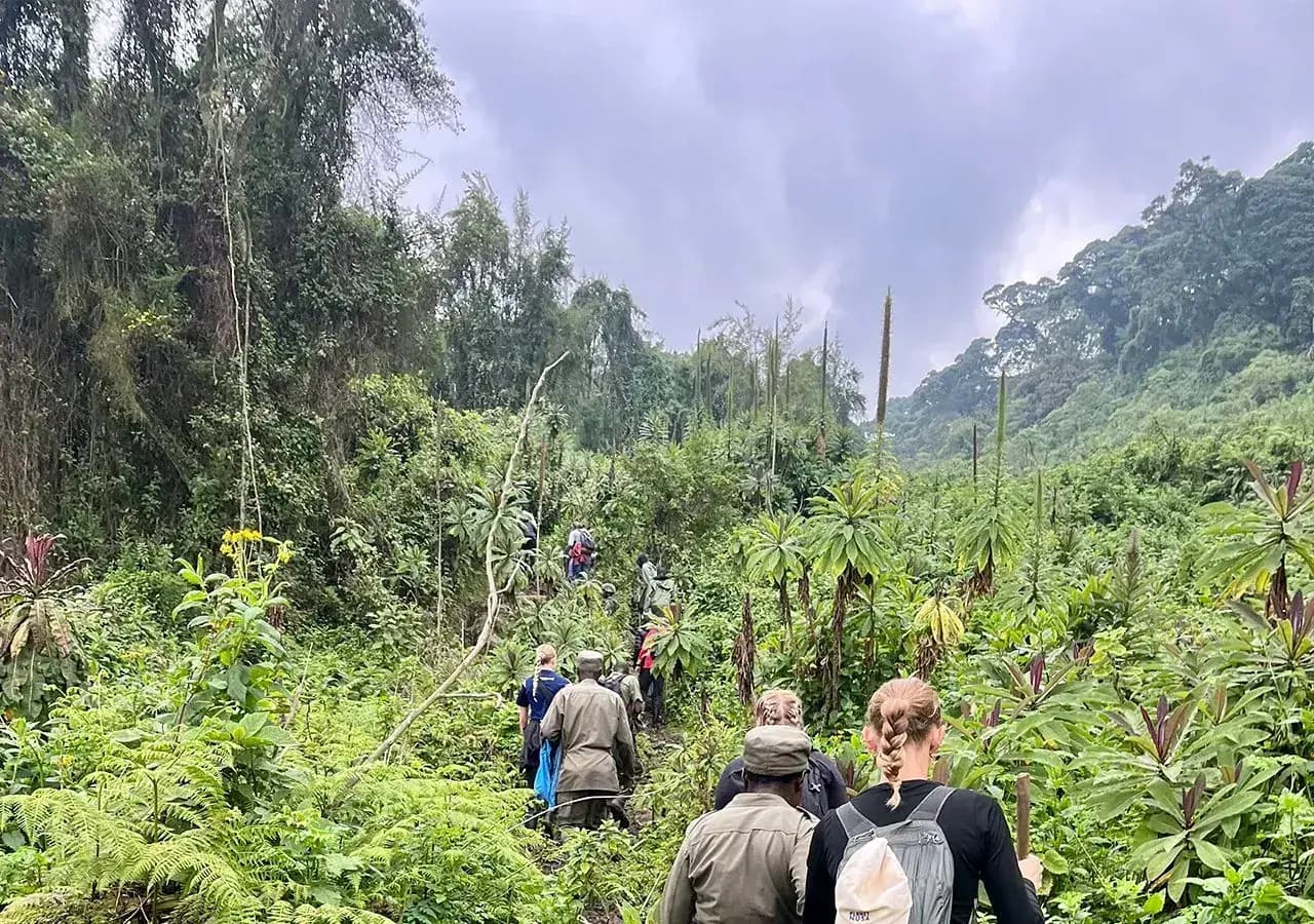 Hikers on a forested volcanic slope in Volcanoes National Park, Rwanda