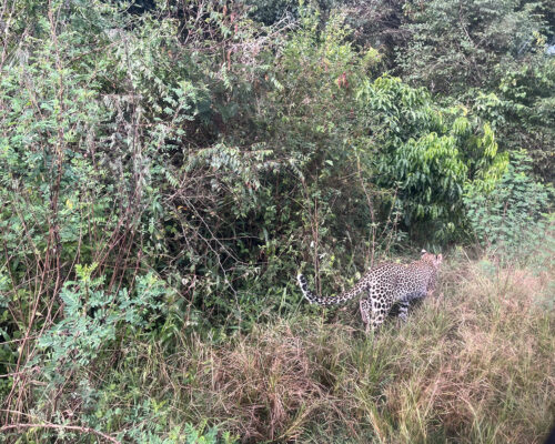 Akagera camping Vista Safari 2