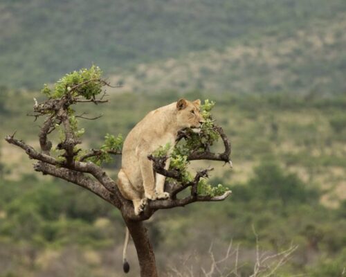 Visit-Rwanda-Akagera-Lion-in-Tree-1-e1533313181412-700x461 (1)