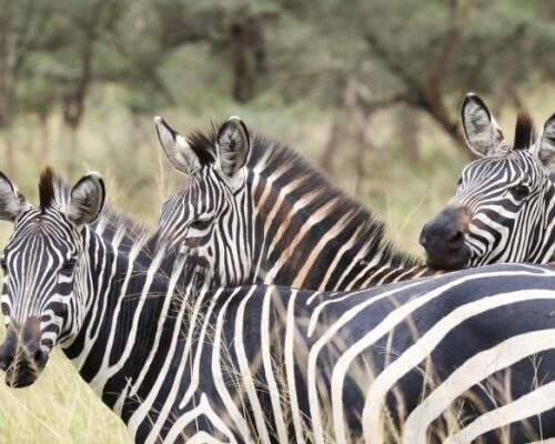 Visit-Rwanda-Akagera-Three-Zebra-700x467