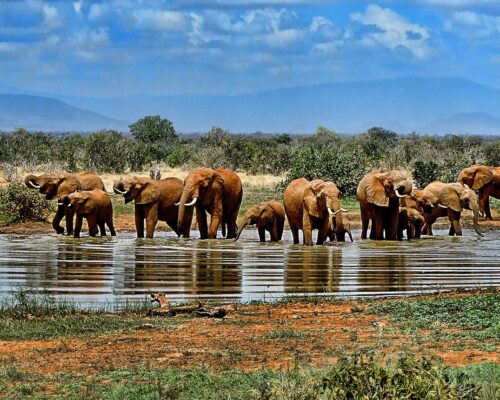 elephant-1065632_1920