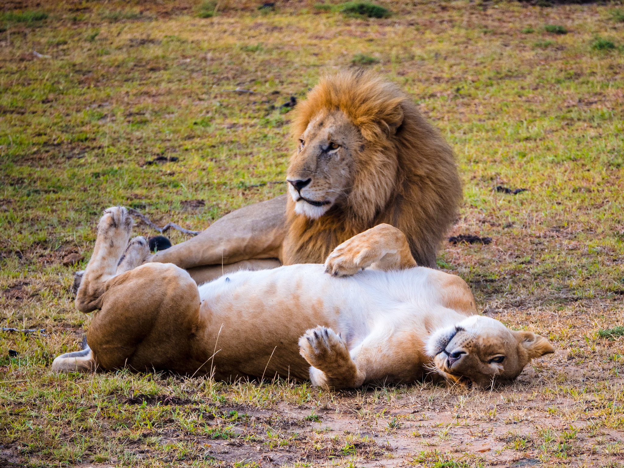 lions