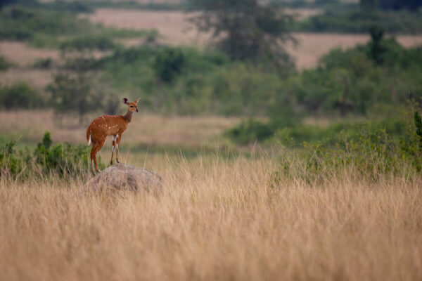 bushbuck-queen-elizabeth-national-park-uganda_49451994831_o