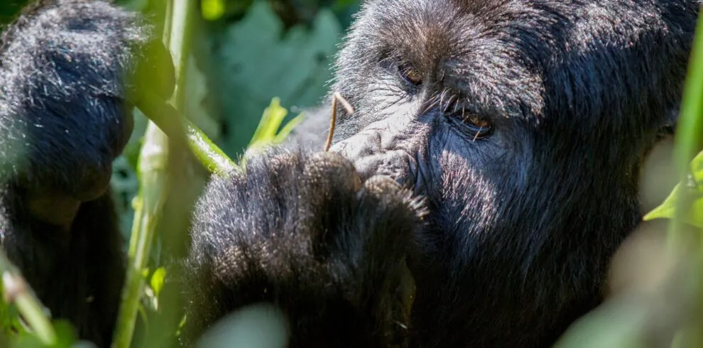 mountain-gorilla-bwindi-impenetrable-forest-national-park-uganda_28354923514_o