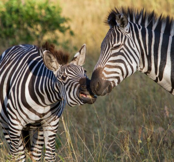 zebras-lake-mburo-national-park-uganda_28869203752_o