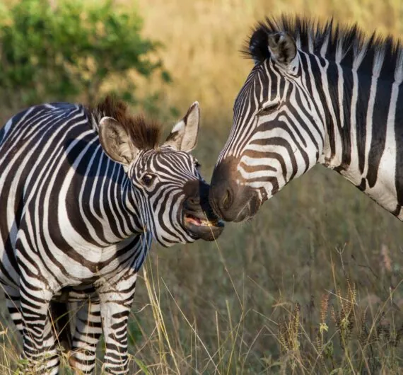 zebras-lake-mburo-national-park-uganda_28869203752_o