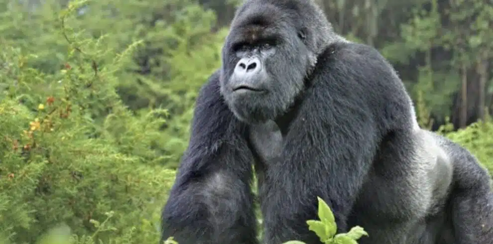 Mountain Gorilla