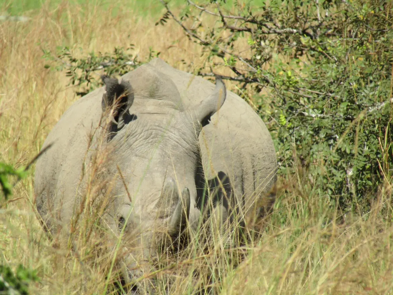 Rhino