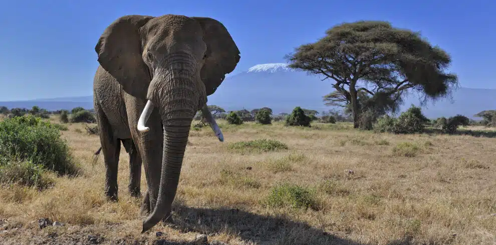 15776574433_d0a365bf5d_k