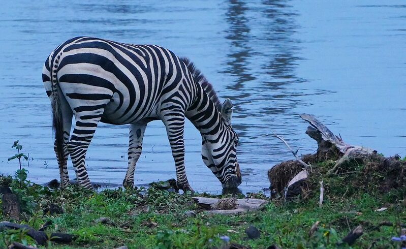 52209830507_f0f3b08f2d_c