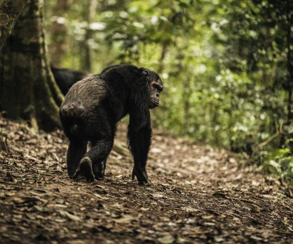 Chimp Chimp