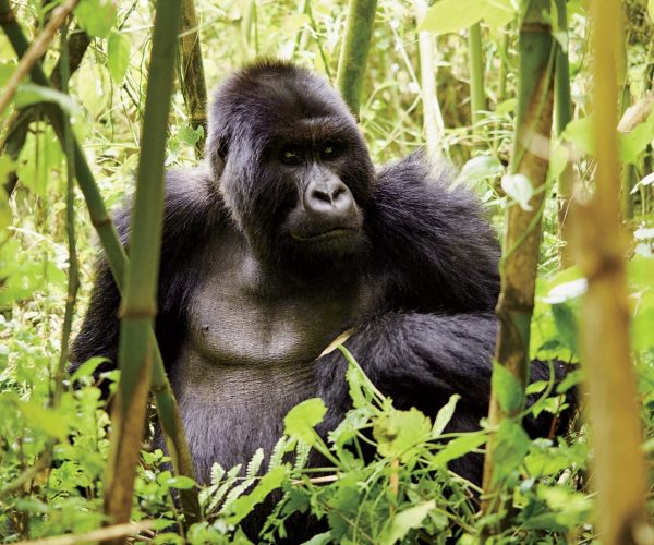 MAG-April17-rwanda-christopher-churchill MAG-April17-rwanda-christopher-churchill