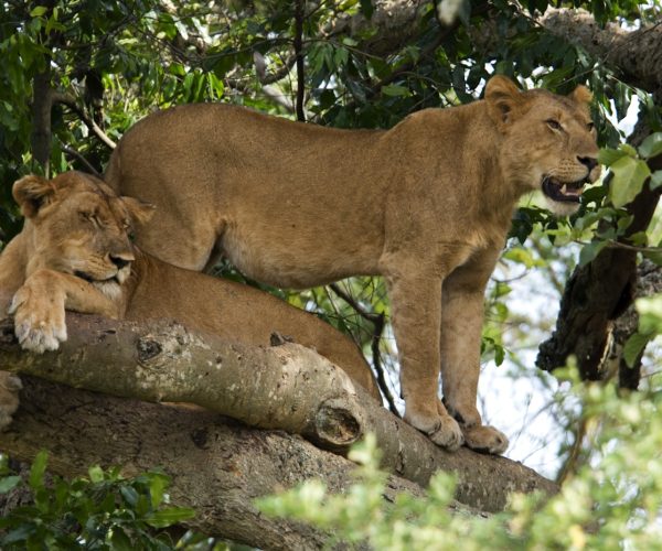 UG-IS-lion-0061 UG-IS-lion-0061