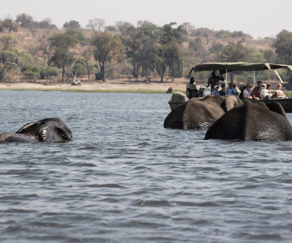 elephants-5083267_1920 elephants-5083267_1920