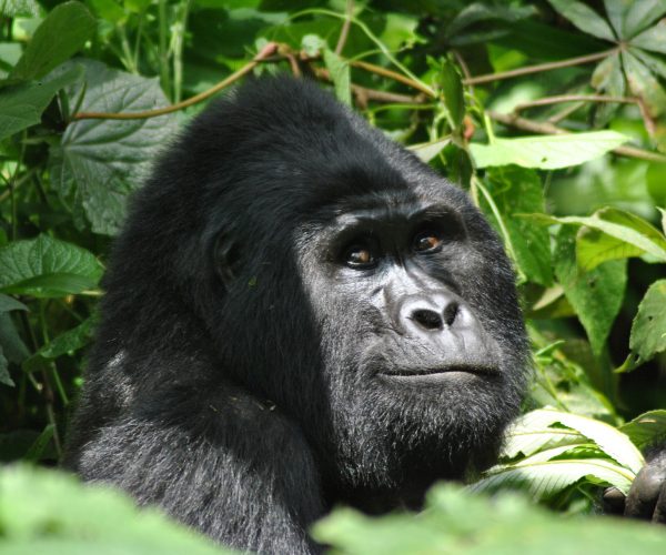 gorilla-5108064_1920 gorilla-5108064_1920